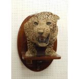 A taxidermied leopard by Van Ingen of Mysore , front legs and shoulders mounted on a hardwood