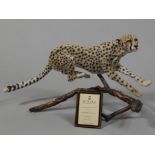 A Boehm porcelain porcelain model of a Cheetah, on a bronze branch base, with certificate.