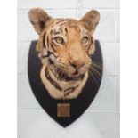 A taxidermied tiger head by Van Ingen Mysore, bearing brass plaque, engraved 'Shot by Brigadier J.A.