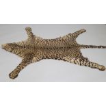 A leopard skin rug, with flattened taxidermied head, 219cm long, 139cm wide.