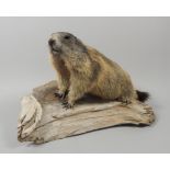 A taxidermied prairie dog, naturalistically posed on a section of tree, 55cm wide.