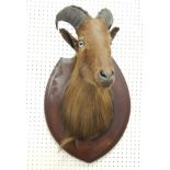 A taxidermied Himalayan tahr head and neck, the mahogany shield mount bearing plaque for Theodore of