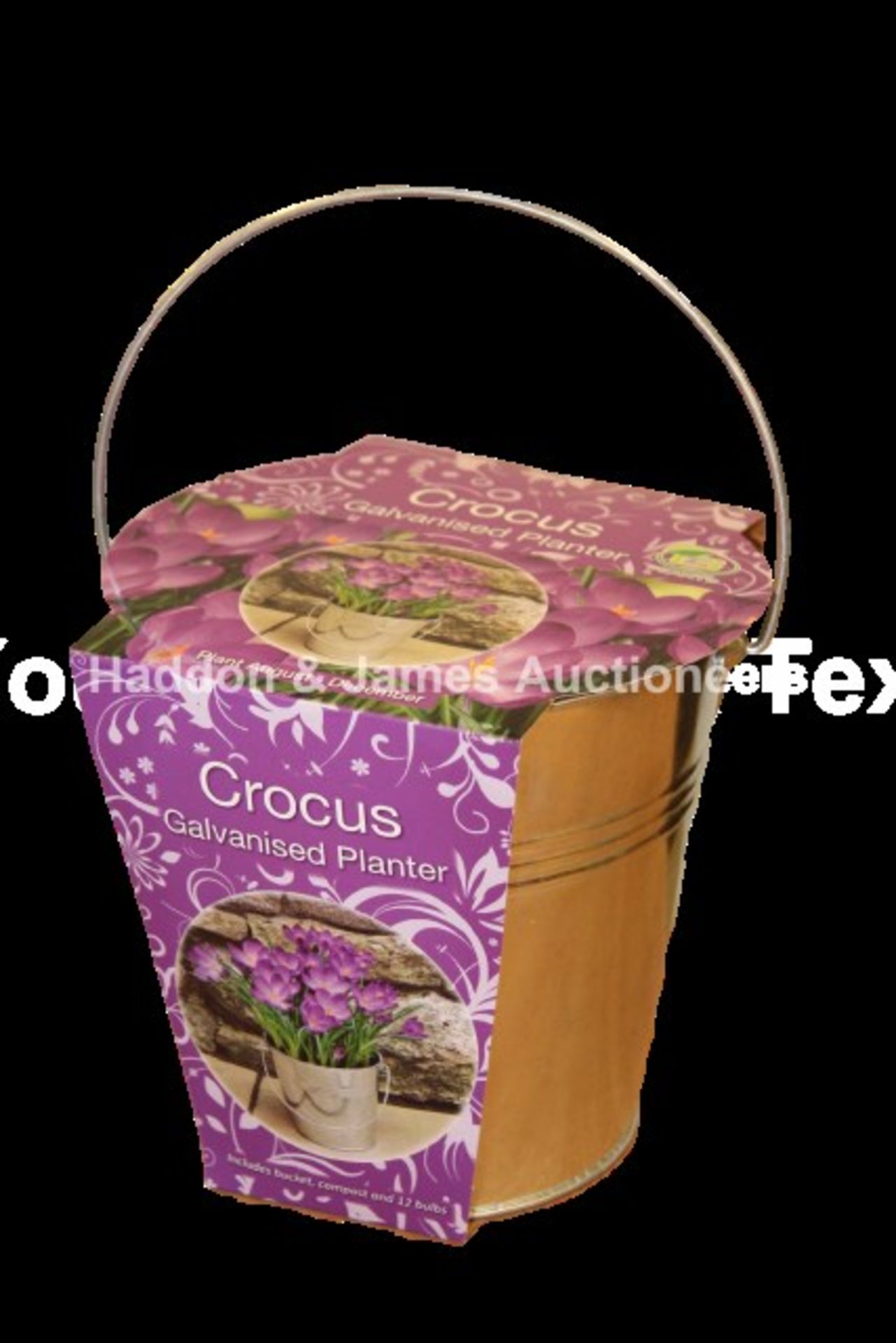 V Brand New Crocus 12 Bulb Galvanised Bucket Gift Set Includes 12 Bulbs, Bucket Planter And