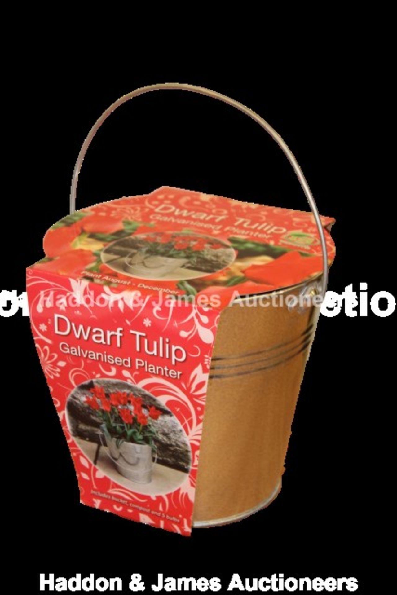 V *TRADE QTY* Brand New Dwarf Tulip 5 Bulb Galvanised Bucket Gift Set Including 5 Bulbs, Bucket