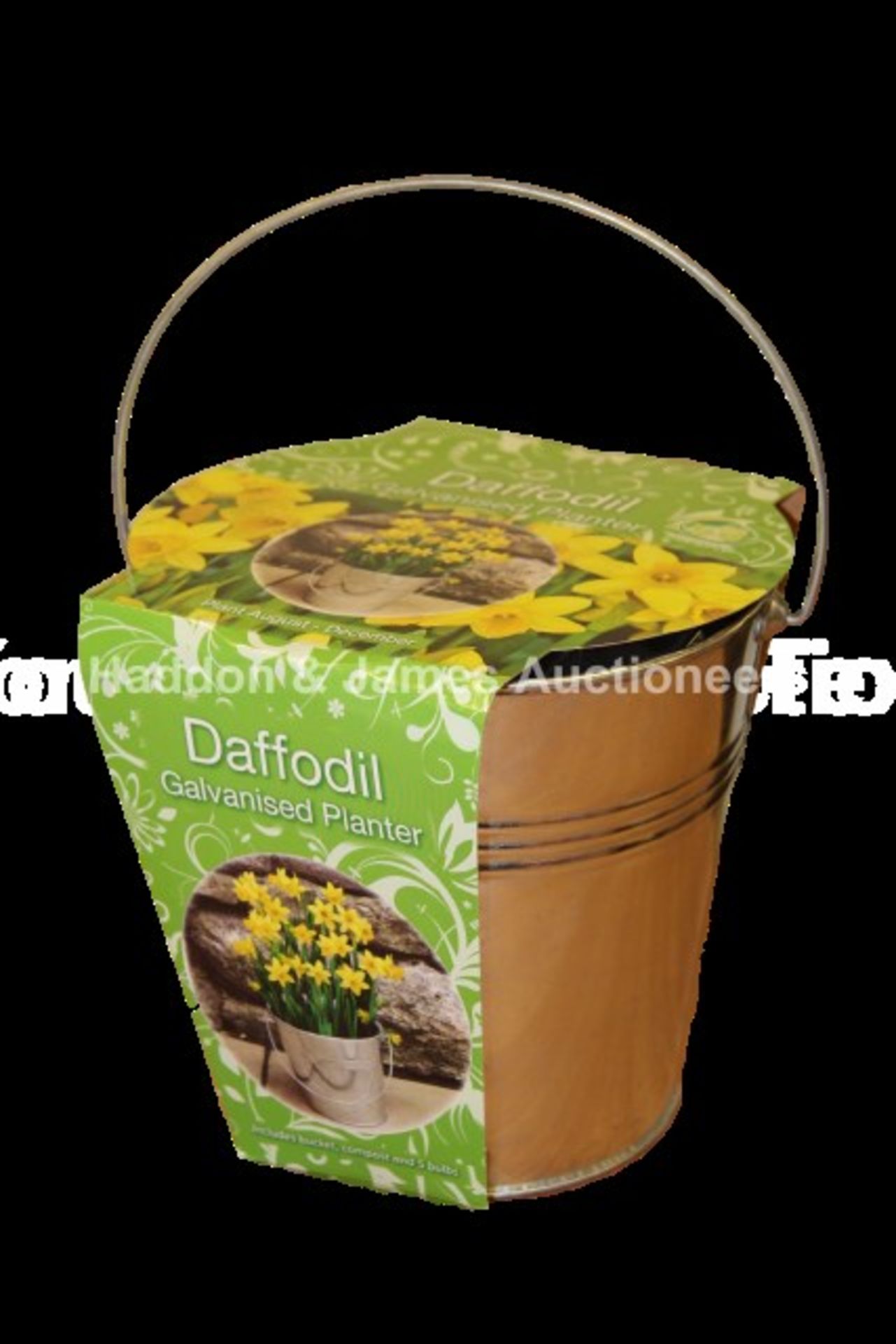 V Brand New Daffodil 5 Bulb Galvanised Bucket Gift Set Including 5 Bulbs, Bucket Planter And Compost