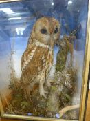 A pre war taxidermy Tawny Owl