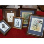 A quantity of framed prints of birds