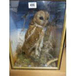 A pre war taxidermy Tawny Owl