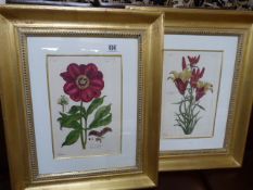 Two gilt framed Botanical prints