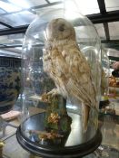 A taxidermy owl under glass dome