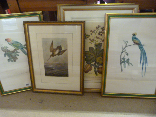 Five prints, including botanical, parrots etc.