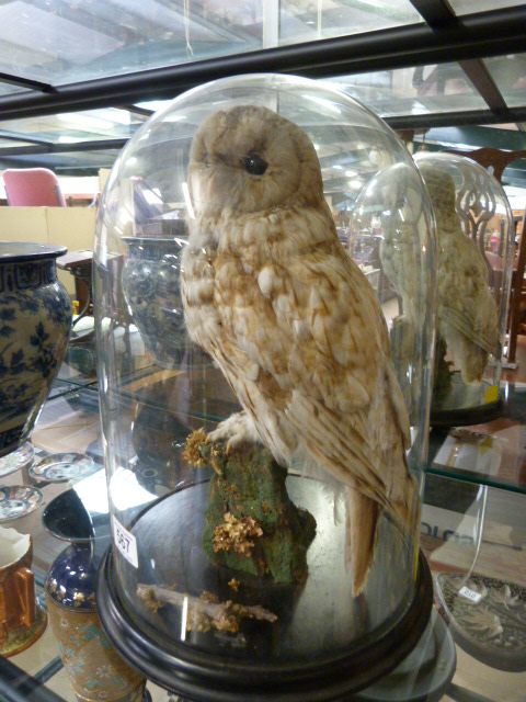 A taxidermy owl under glass dome