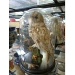 A taxidermy owl under glass dome