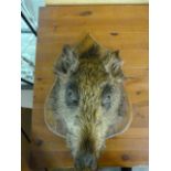 A Taxidermy Sow's Head