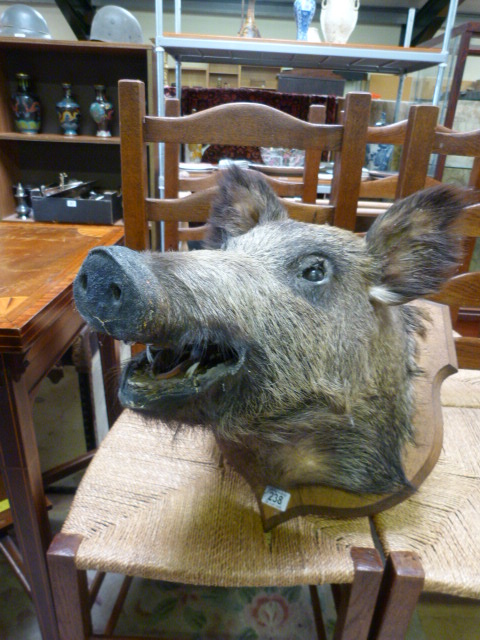 A large Trophy head of a Wild Boar