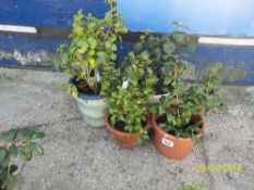 4 plants pots