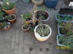 Quantity of plant pots