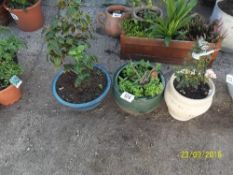 3 circular plant pots