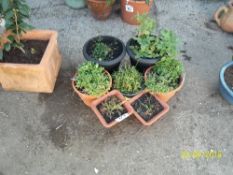 7 plant pots