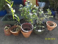 Quantity of plant pots and roses