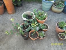 Quantity of plant pots