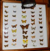 1 x Framed Butterfly Taxidermy Collection - Includes 48 Authentic Butterflies - In Light Oak Frame -