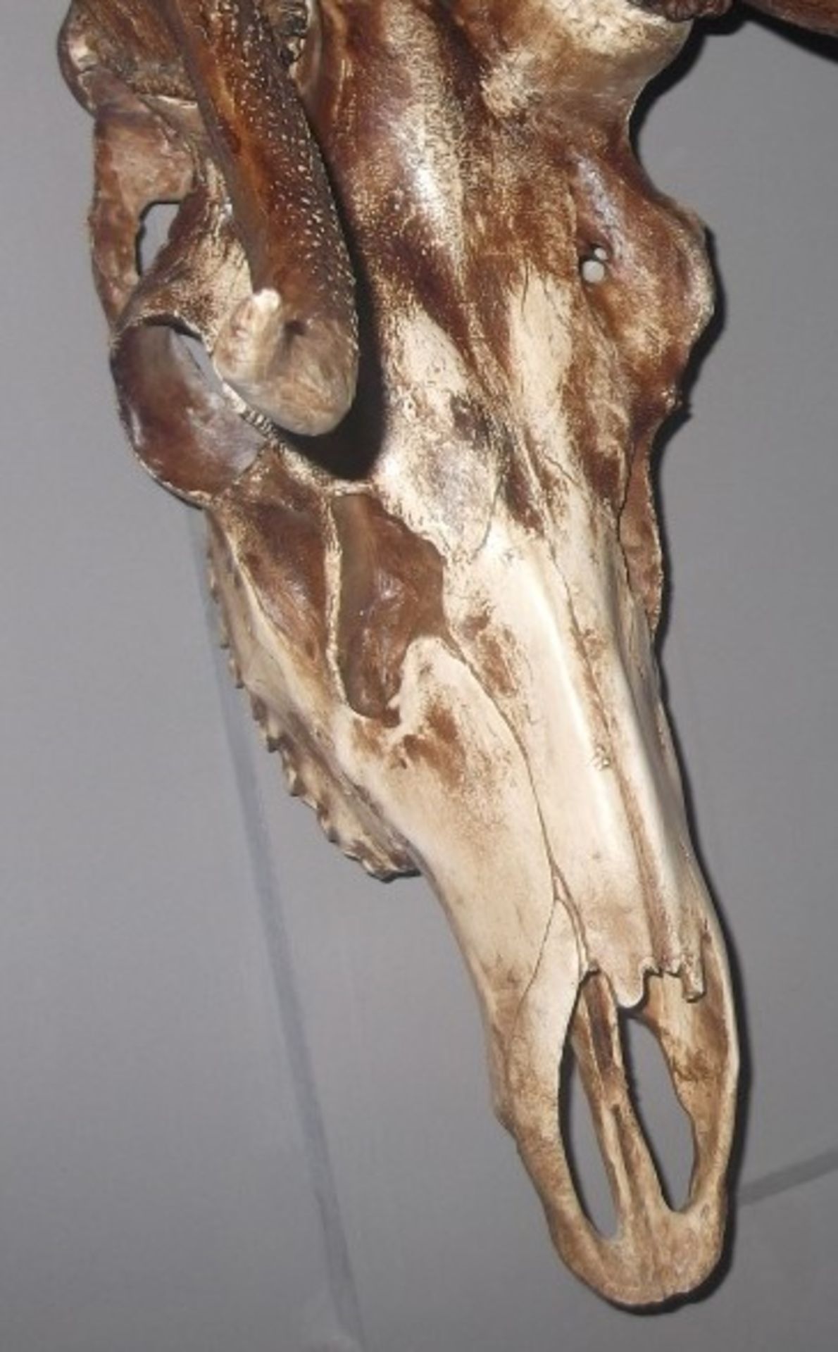 1 x Trophy Deer Skull Wall - Art Decoration - New / Unsuesd Stock - Very Realistic Faux Reproduction - Image 3 of 4