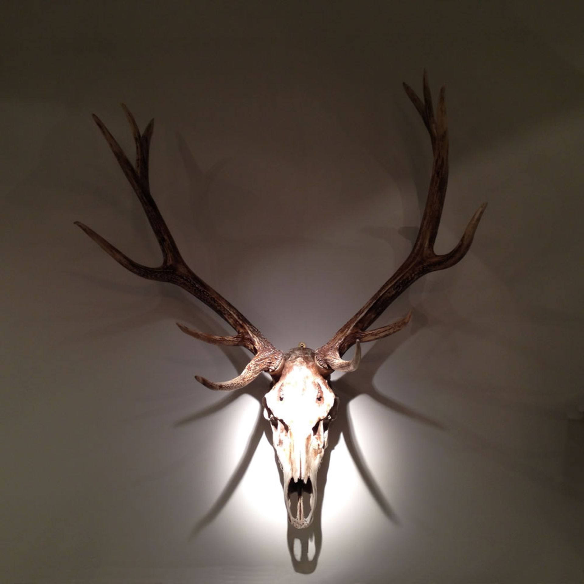 1 x Trophy Deer Skull Wall - Art Decoration - New / Unsuesd Stock - Very Realistic Faux Reproduction