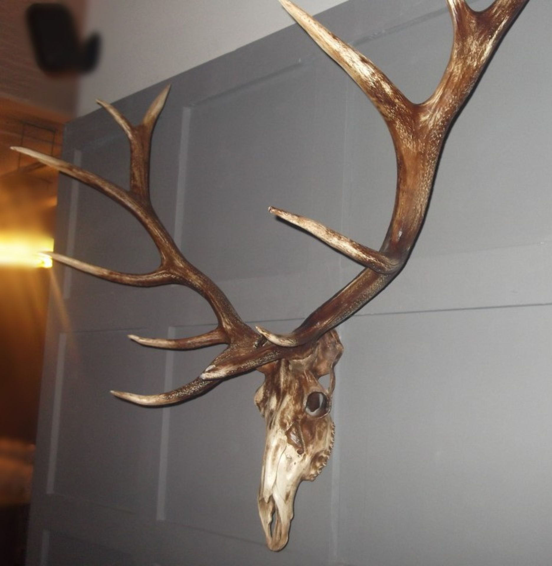 1 x Trophy Deer Skull Wall - Art Decoration - New / Unsuesd Stock - Very Realistic Faux Reproduction - Image 2 of 4