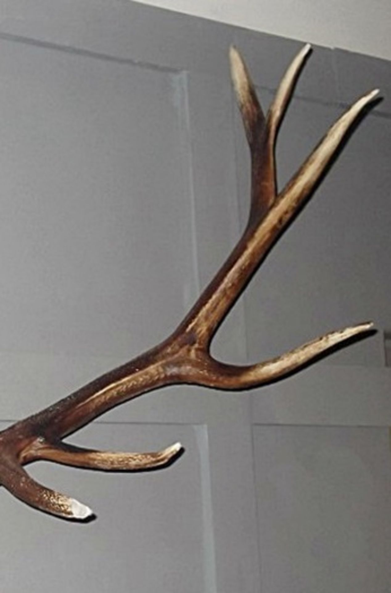 1 x Trophy Deer Skull Wall - Art Decoration - New / Unsuesd Stock - Very Realistic Faux Reproduction - Image 4 of 4