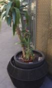 1 x Planter Diameter 80cm x height 50cm - Buyers will be required to carry off the site and