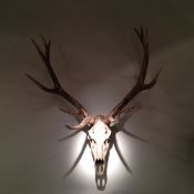 1 x Trophy Deer Skull Wall - Art Decoration - Very Realistic Faux Reproduction - Dimensions: W