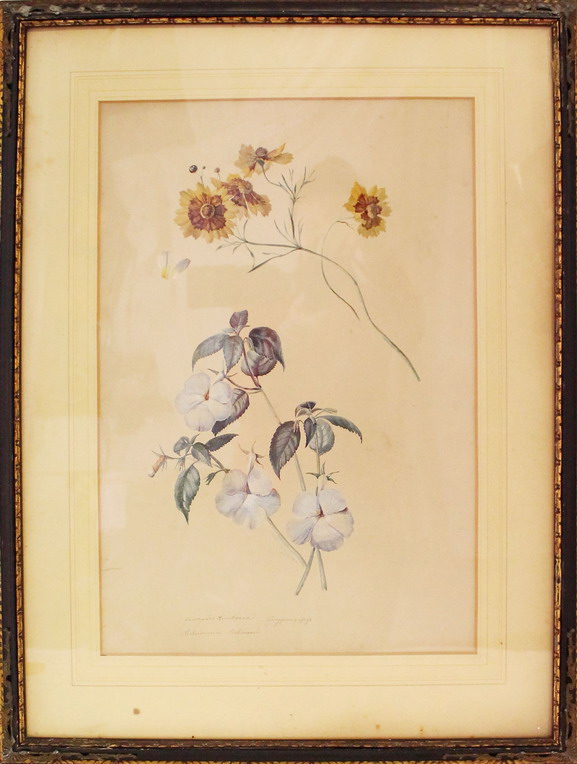 Fiori, cinque acquerelli su carta cm. 34x45 con cornici coeve metà '800.