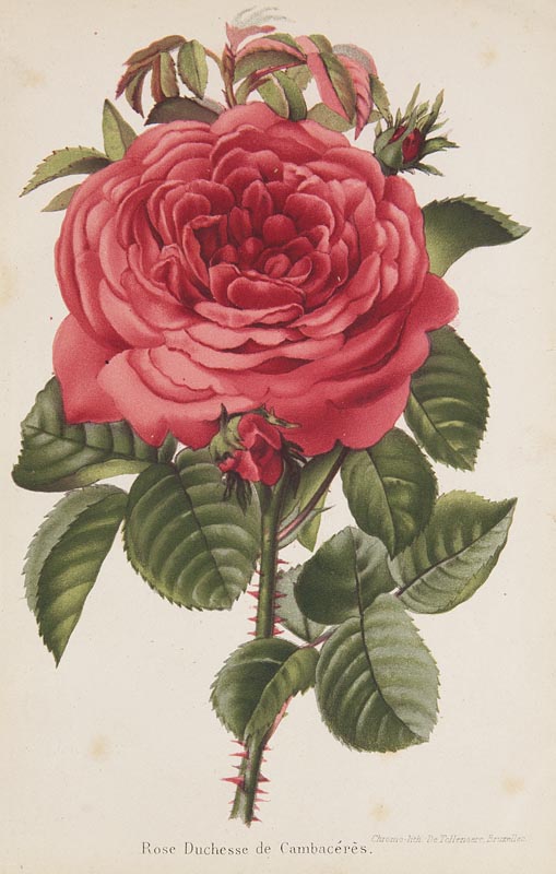 Botanik - - Bernardin, Camille. Journal des roses. (Rosa Inter Flores). Mit 12