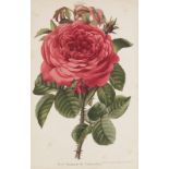 Botanik - - Bernardin, Camille. Journal des roses. (Rosa Inter Flores). Mit 12