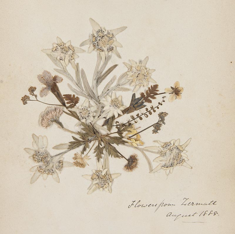 Botanik - - Flora Alpina. Herbarium. Mit ca. 112 getrockneten Blumen und Pflanzen. Schweiz, 1888. 41