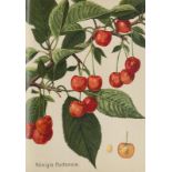 Botanik - - Müller-Diemitz, Johannes, u.a. Deutschlands Obstsorten. Bd. 5: Kirschen. Mit 36