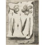 Botanik - - Lochner (von Hummelstein), Michael Friedrich. Nerium sive Rhododaphne veterum et