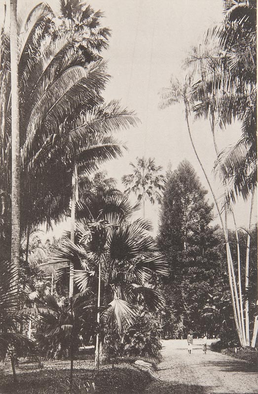 Botanik - - Treub, Melchior. Der Botanische Garten "'s-Lands Plantentuin" zu Buitenzorg auf Java.