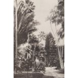 Botanik - - Treub, Melchior. Der Botanische Garten "'s-Lands Plantentuin" zu Buitenzorg auf Java.