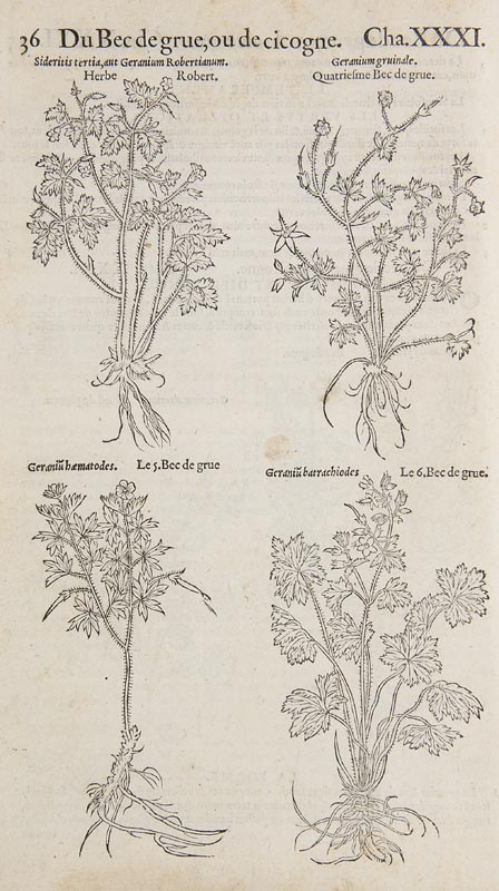 Botanik - - Dodoens, Rembert. Histoire des plantes, en laquelle est contenue la description