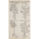 Botanik - - Dodoens, Rembert. Histoire des plantes, en laquelle est contenue la description