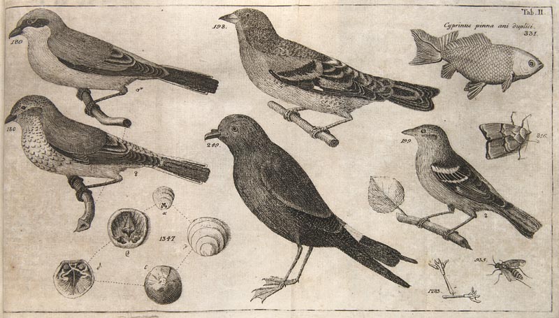 Zoologie - - Linné, Carl von. Fauna Svecica. Sistens Animalia Svecae Regni: Qvadrupedia, Aves,