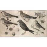 Zoologie - - Linné, Carl von. Fauna Svecica. Sistens Animalia Svecae Regni: Qvadrupedia, Aves,