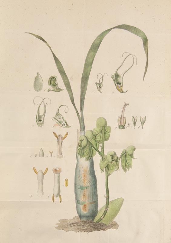 Botanik - - Nees von Esenbeck, C. G, u. Th. Fr. L. De Cinnamomo disputatio (...) (und) Plantarum, in