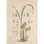 Botanik - - Nees von Esenbeck, C. G, u. Th. Fr. L. De Cinnamomo disputatio (...) (und) Plantarum, in