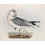 Ornithologie - - Selby, Prideaux John. Sammlung von 6 handkol. Radierungen mit Vogeldarstellungen