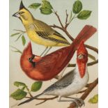 Ornithologie - - Blakston, W. A., W. Swaysland u. August F. Wiener. The Illustrated Book of Canaries