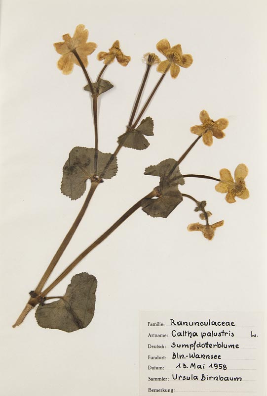 Botanik - - Herbarium der Ursula Birnbaum. Gesammelt 1967/58 in Berlin u. Damüls (A). Mit 283