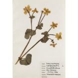 Botanik - - Herbarium der Ursula Birnbaum. Gesammelt 1967/58 in Berlin u. Damüls (A). Mit 283